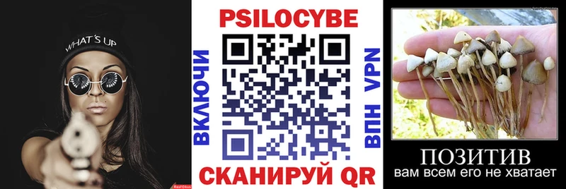 Псилоцибиновые грибы Psilocybe  Купить закладки  Вяземский 